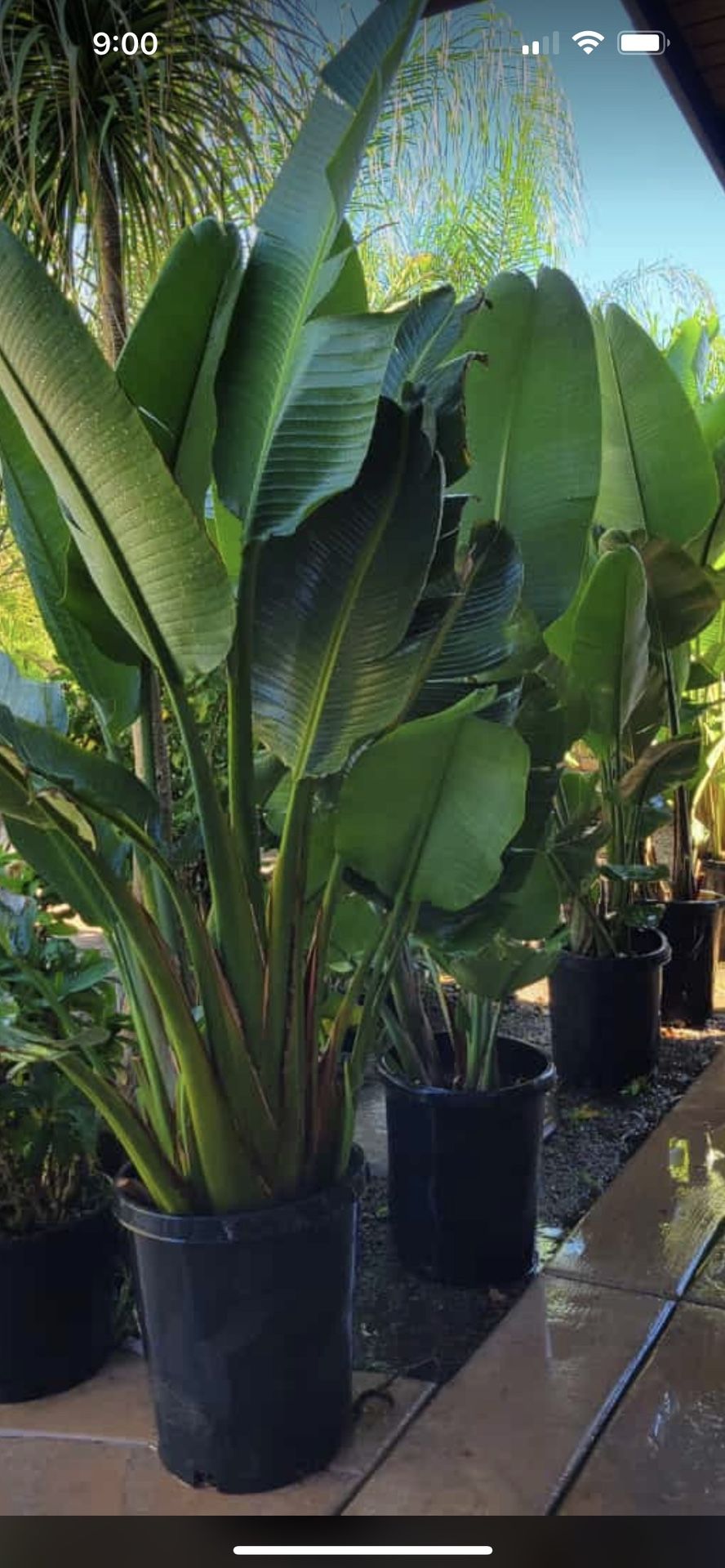 Giant Bird Of Paradise for Sale in Menifee, CA OfferUp