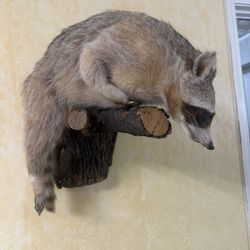 Raccoon Full Body Mount Taxidermy On Wood Branch 