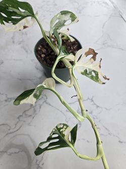Variegated Monsteria Adansonii plant