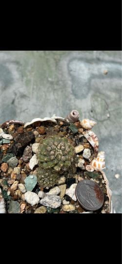 Copiapoa