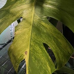 Variegated Monstera Aurea Plant (pls Read Description Below)