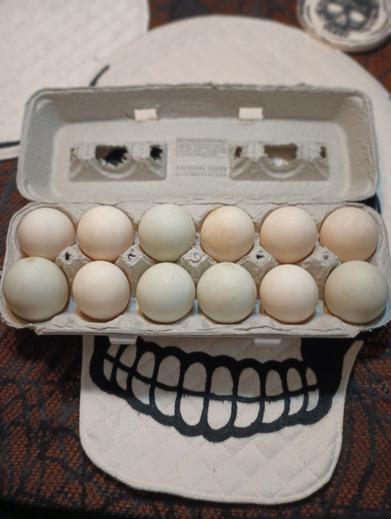 6ct Or 12 Ct Of Duck Eggs