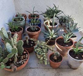 Assorted Cacti in Pots and Plant Stands