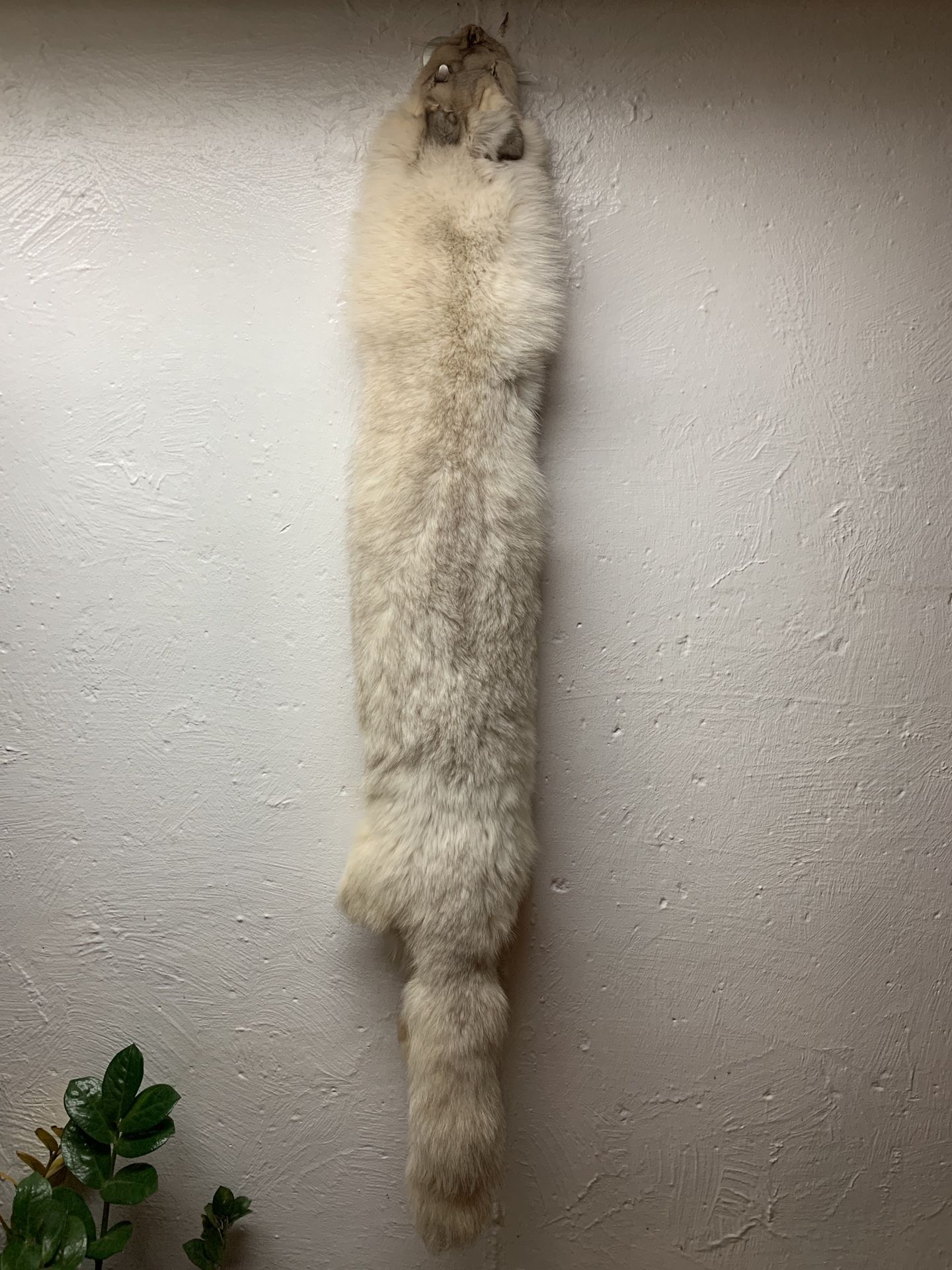 Blue Fox Pelt