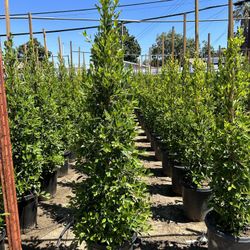 Ficus Nitida Privacy Hedge