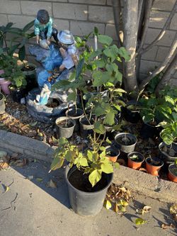 Purple Leave Herb, Organic