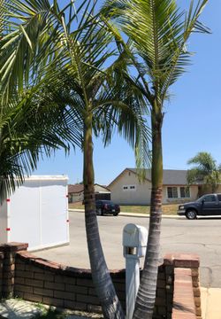 Large king palms you need to dig out lowest is $100 each price individually
