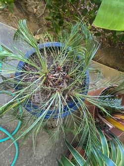Blue planter 2 feet tall with  a beautiful plant