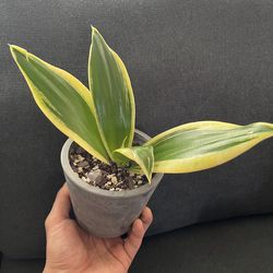 Golden Edge Snake Plant