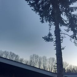 FREE  Blue Spruce Tree Wood🌲