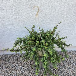 Succulent Plant In Hanging Pot 