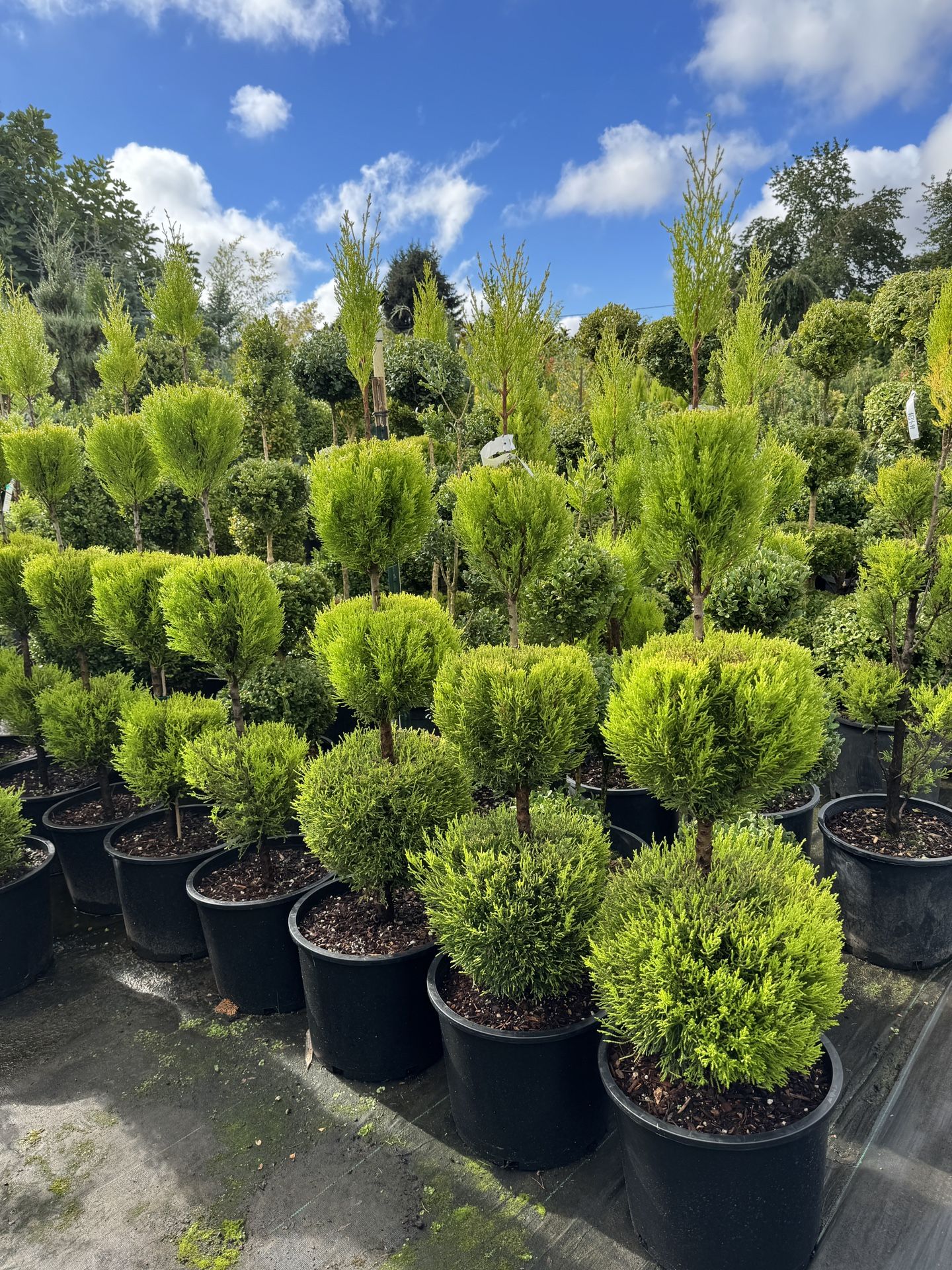 Lemon Cypress Topiary Trees