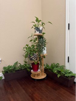 Beautiful Indoor Plant Collection for Sale