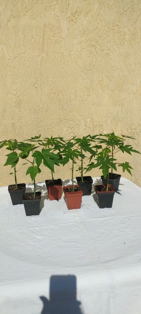 Papaya Tree