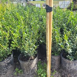 Boxwood