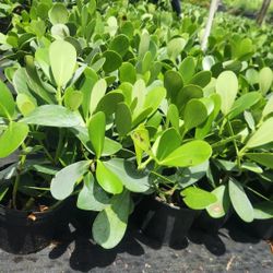 Beautiful Clusias Plants About 1 Feet Tall Measurements Over The Pot!!! Fertilized 