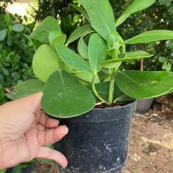 clusias perfect for privacy or sizes available to study got five dollars