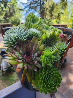 Mixed Hens and Chicks broken pot art
