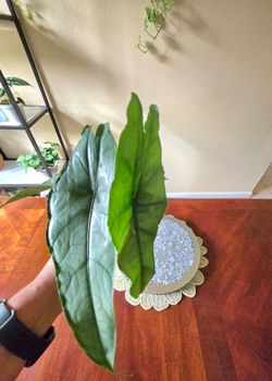 🌿 Alocasia ‘Dragon’s Breath’🐉🪴