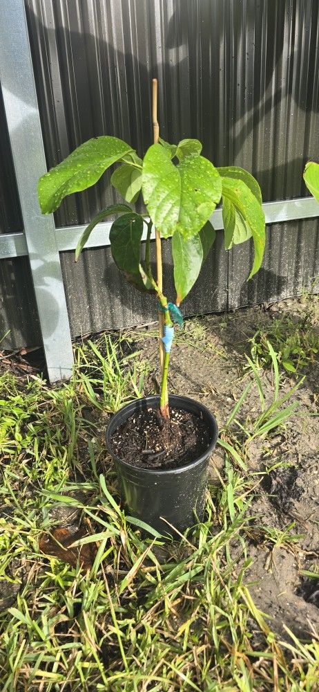 Naval Avocado Tree