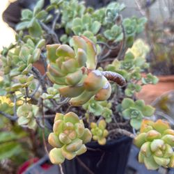 Echeveria Elegans ; 3 Varieties Of Succulents In 1 Pot $8