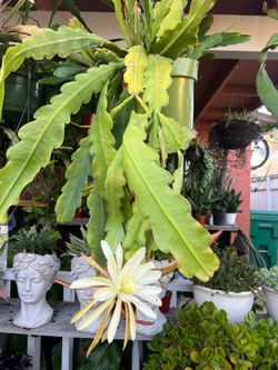 Epiphyllum de flores grandes .
