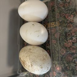 Fertile Sebastopol Goose Eggs