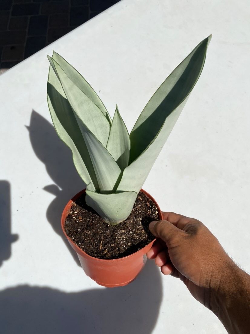  Snake plant moonshine