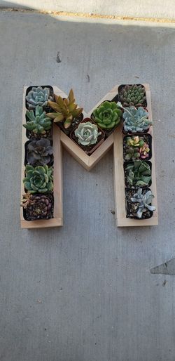Wooden Letter M with Succulents Brand New. Costume Made.