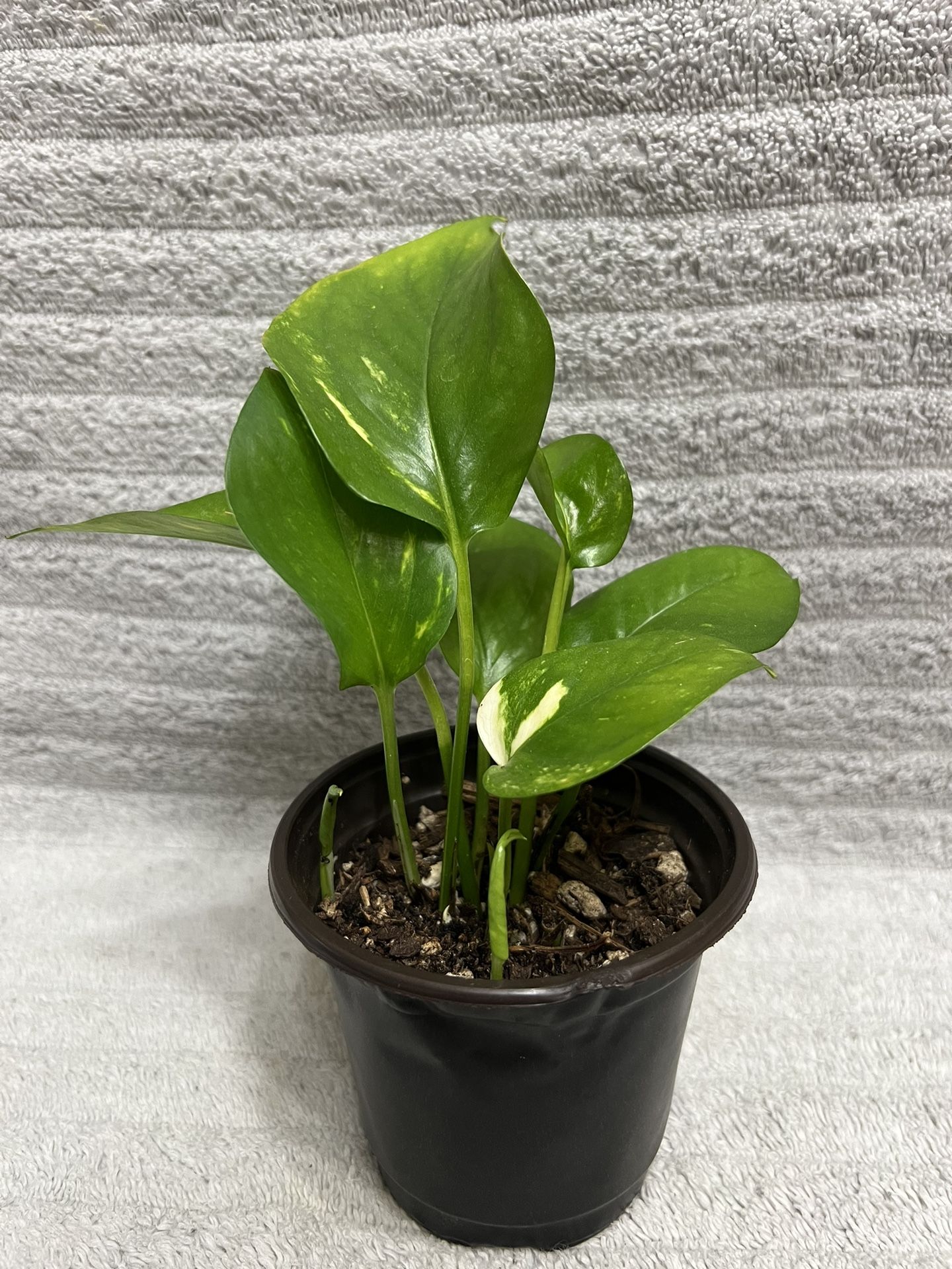Pothos Plant