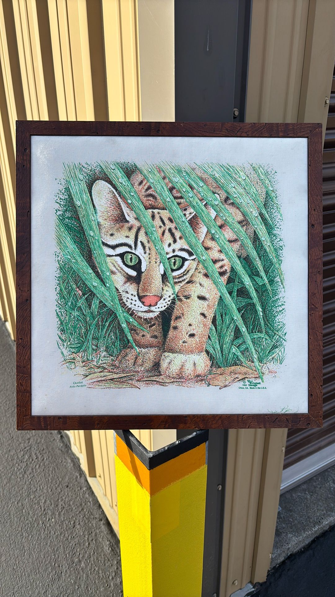 Ocelot “Felis Paradalis”