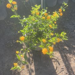 5 Gallon Yellow Lantana 