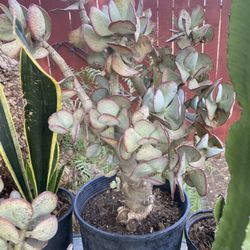 Succulent