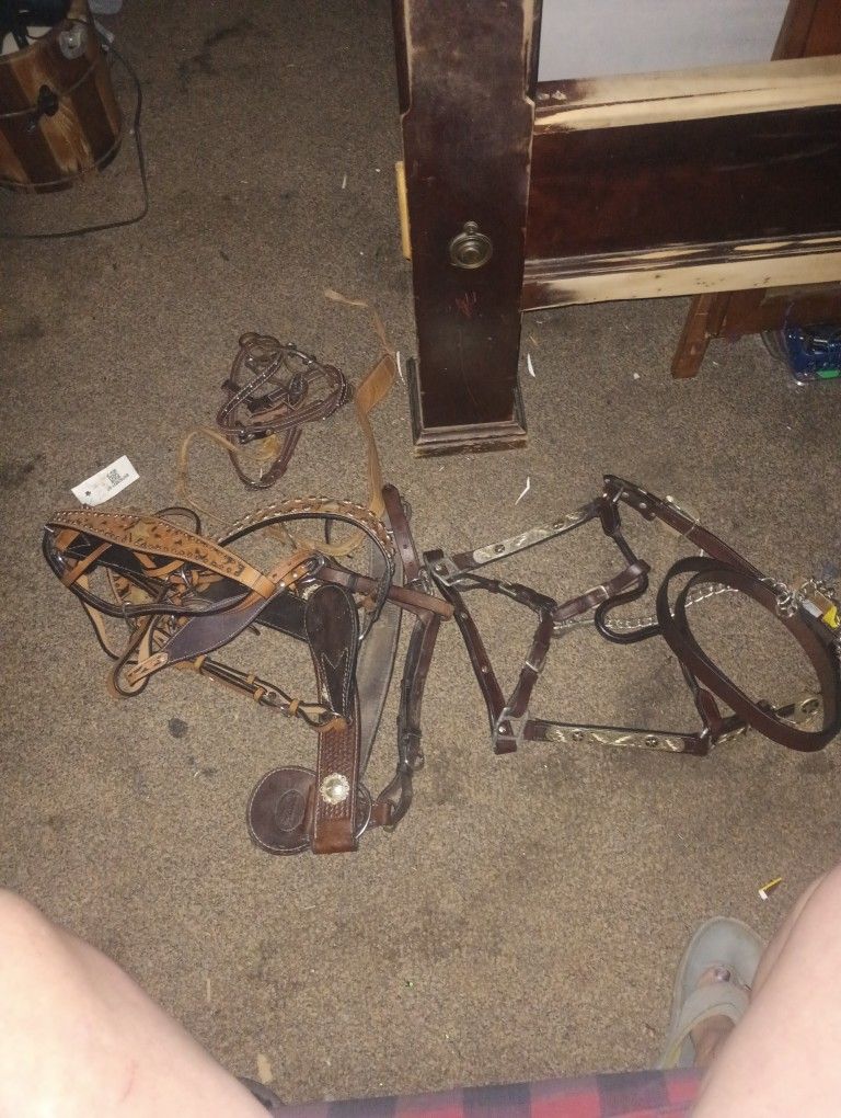 Bridle Wear