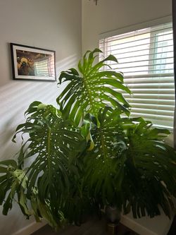 5FT tall Monstera Recently pruned and top leaf attached