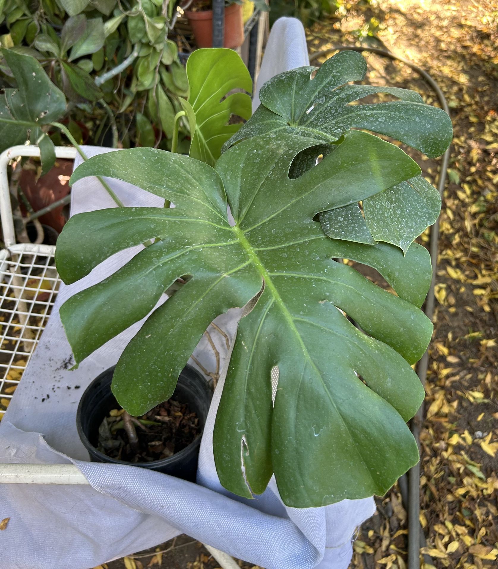Monstera Plant 