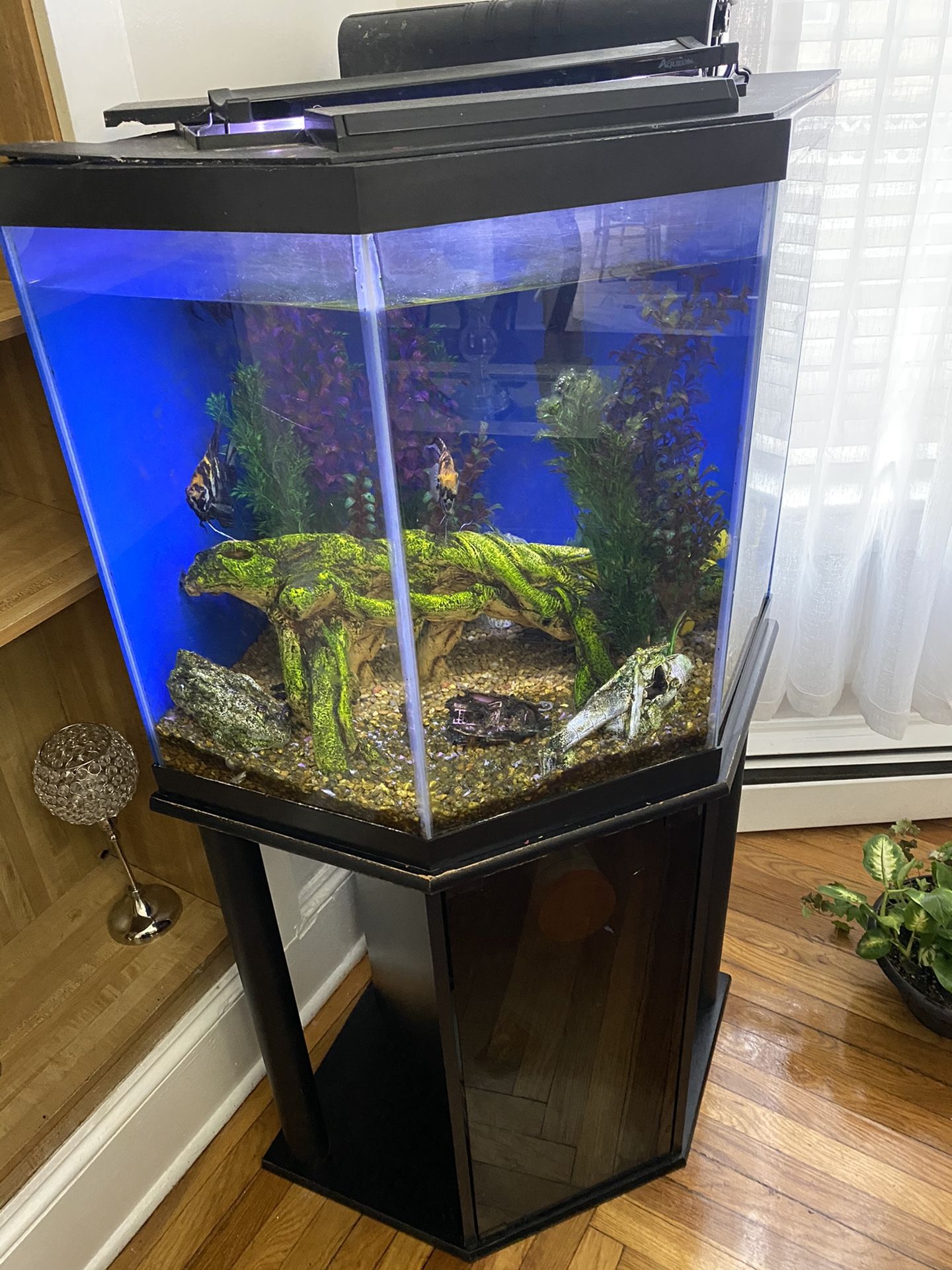 50 gallons fish tank, with filters and fishes