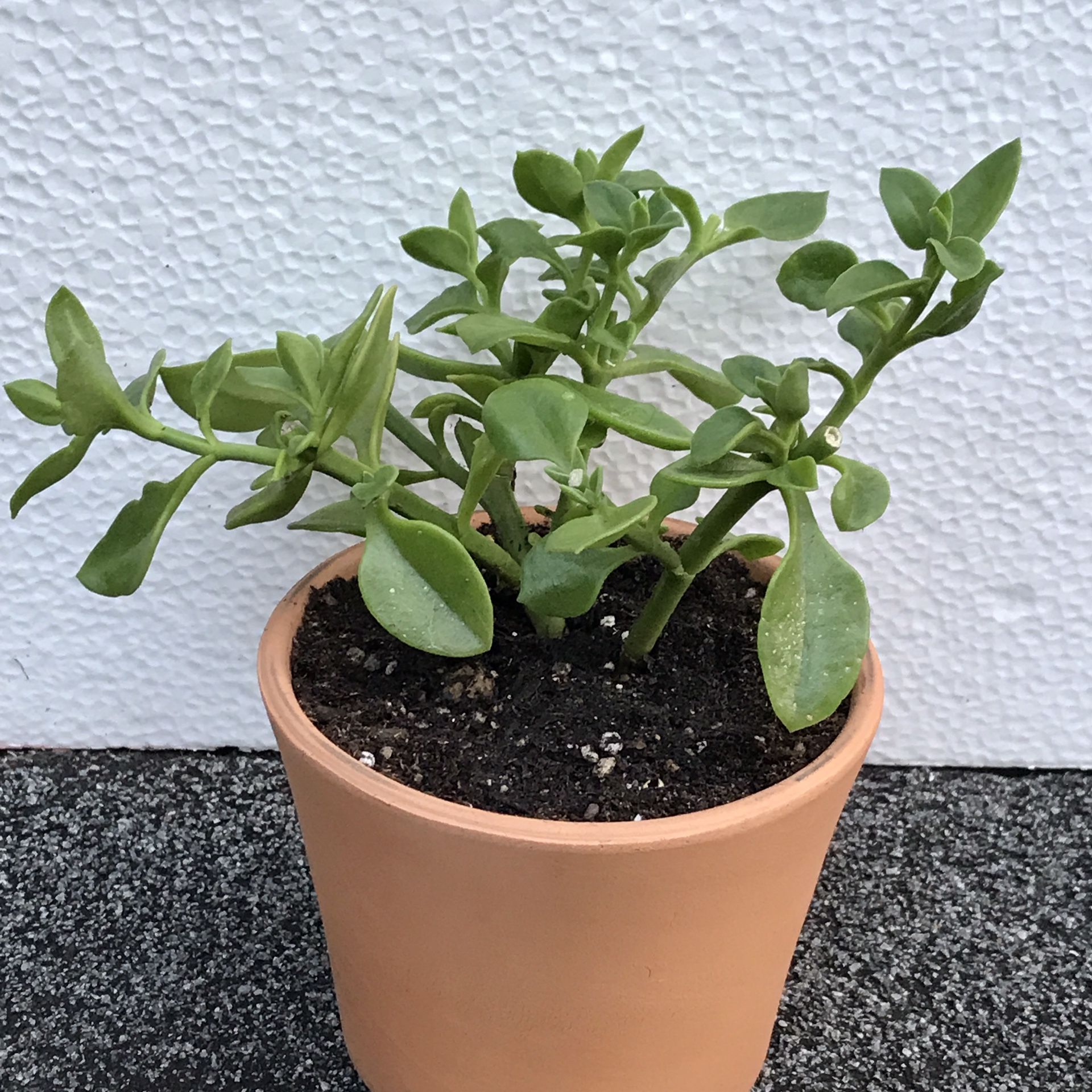 Succulent Red Apple Ice Plant Aptenia in/outdoor in 3.5"H ceramic pot. Will bloom soon.