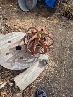 Aloe Vanbalenii