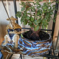 Bonsai, Chinese Elm Planted In Chinese Man Fishing Pot Seven Years Old Bonsai 75