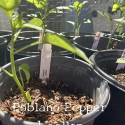 Poblano Pepper Plant ( 1 gallon ) $5