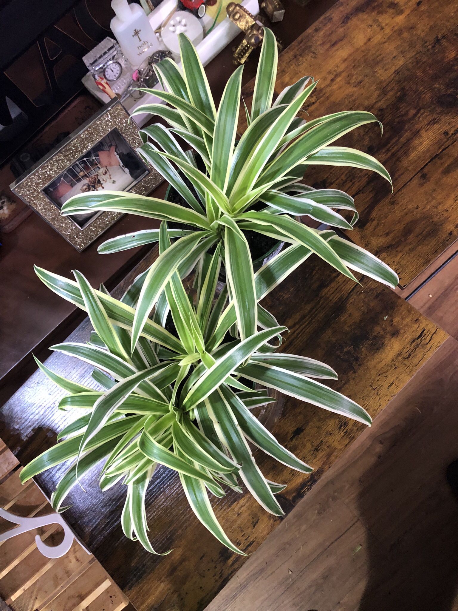 Two Spider Plants/ Two In Each- $10 Each 