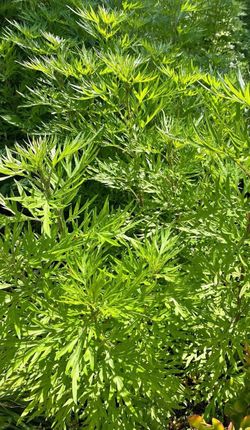 Mugwort herbs plants