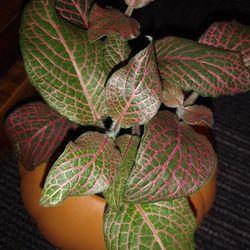 Fittonia house plant