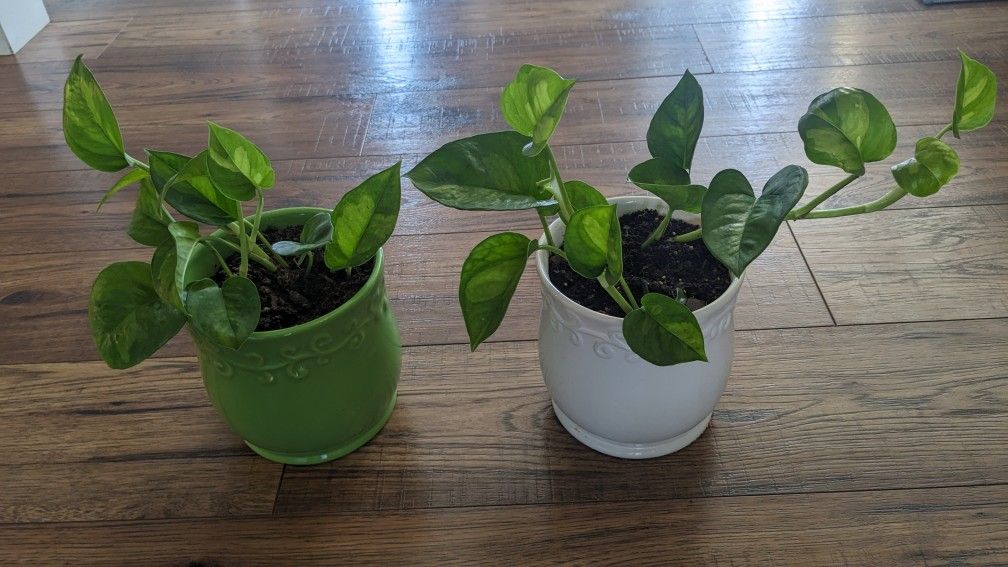 Two Live Money Plants