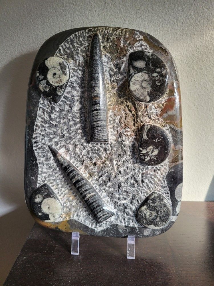 Fossils 