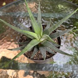 Succulent Plant 🪴