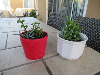 Set Of Red & White Pattern Garden Pots With Succulents