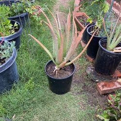 Aloe Vera Plants…These Plants Have Pretty Much Done Their Flowering For This Season