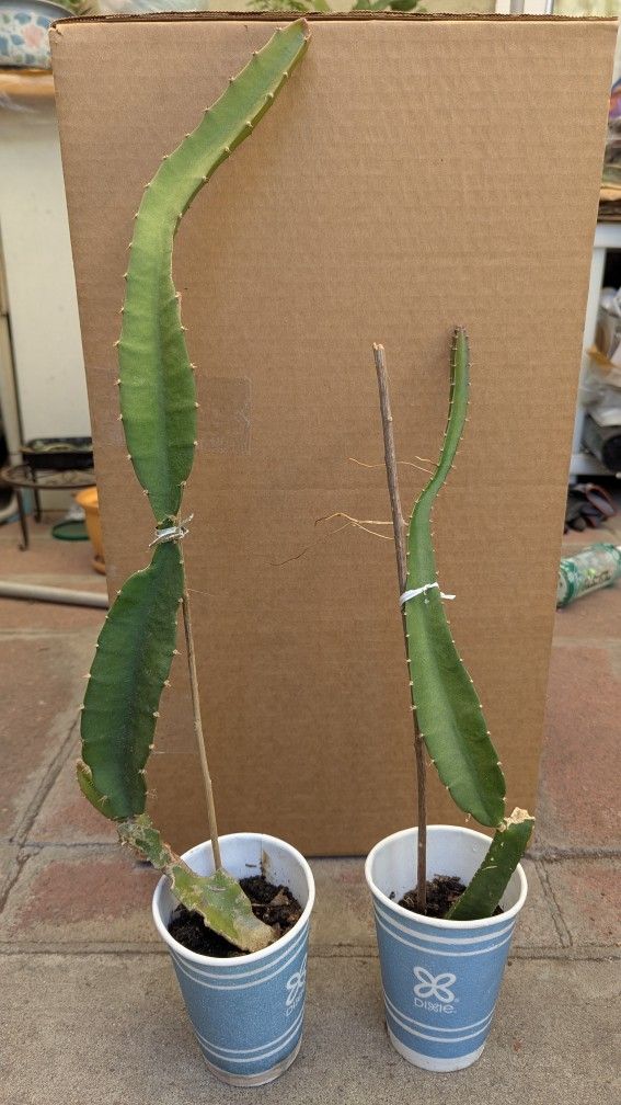 Yellow dragon fruit plants